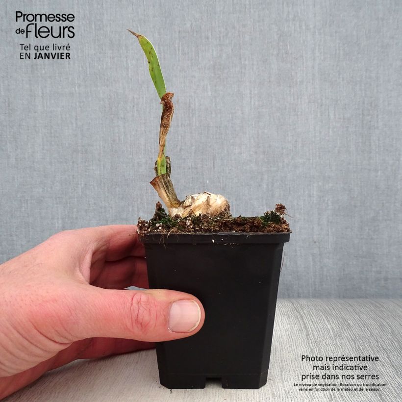 Example of Iris germanica Frappé - Iris des Jardins remontant Godet de 8/9 cm, Calibre 4/6 as you get in hiver