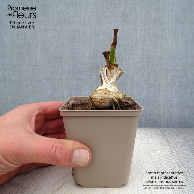 Example of Iris germanica Fringe of Gold - Iris des Jardins Godet de 8/9 cm, Calibre 4/6 as you get in hiver