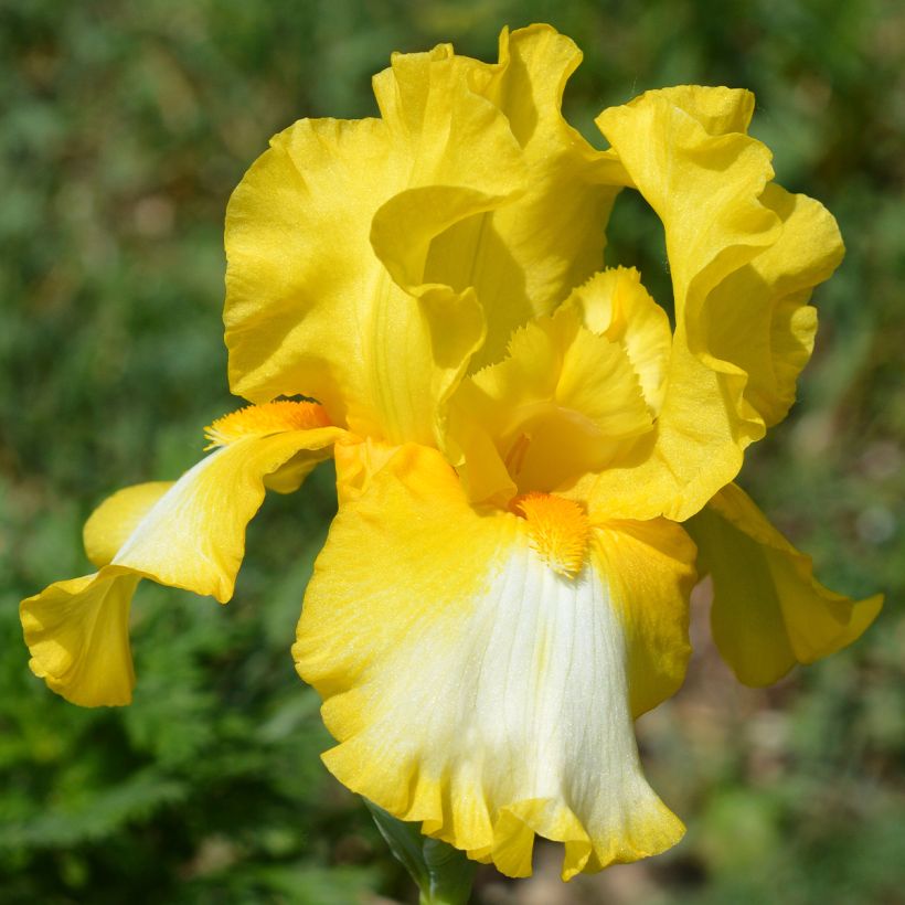 Iris germanica Fringe of Gold - Iris des Jardins (Flowering)