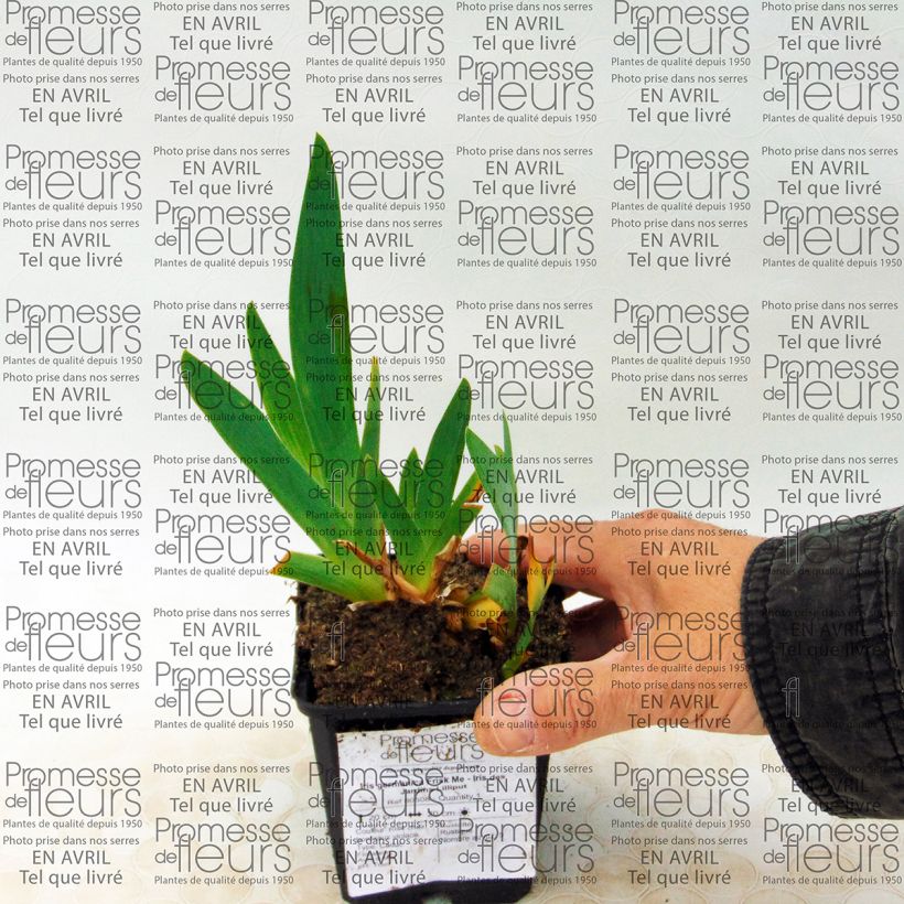 Exemple de spécimen de Iris germanica Frisk Me - Iris des Jardins Lilliput Godet de 8/9 cm tel que livré