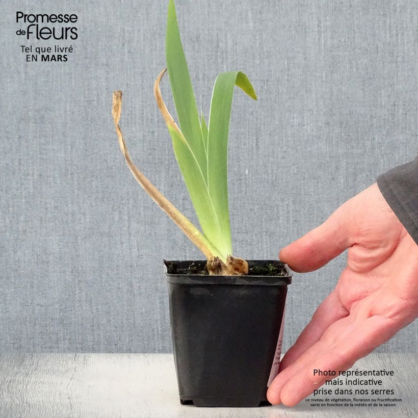 Spécimen de Iris germanica Frison-Roche - Grand Iris des Jardins Godet de 8/9 cm tel que livré au printemps