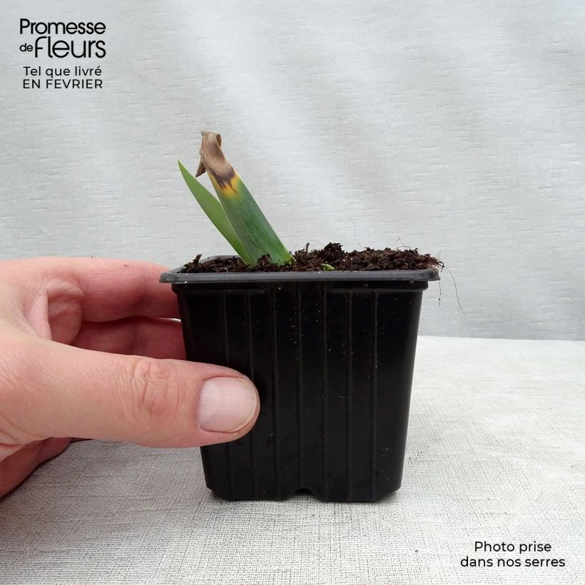 Example of Iris germanica Gamay  Godet de 8/9 cm as you get in hiver