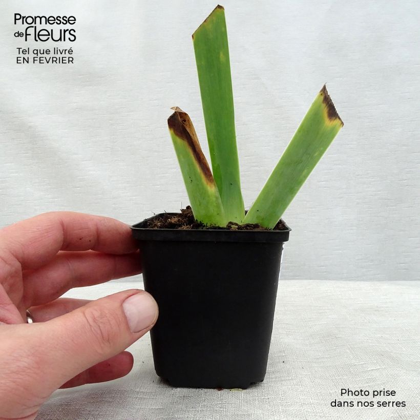 Example of Iris germanica Ghost Train - Iris des Jardins Godet de 8/9 cm as you get in hiver