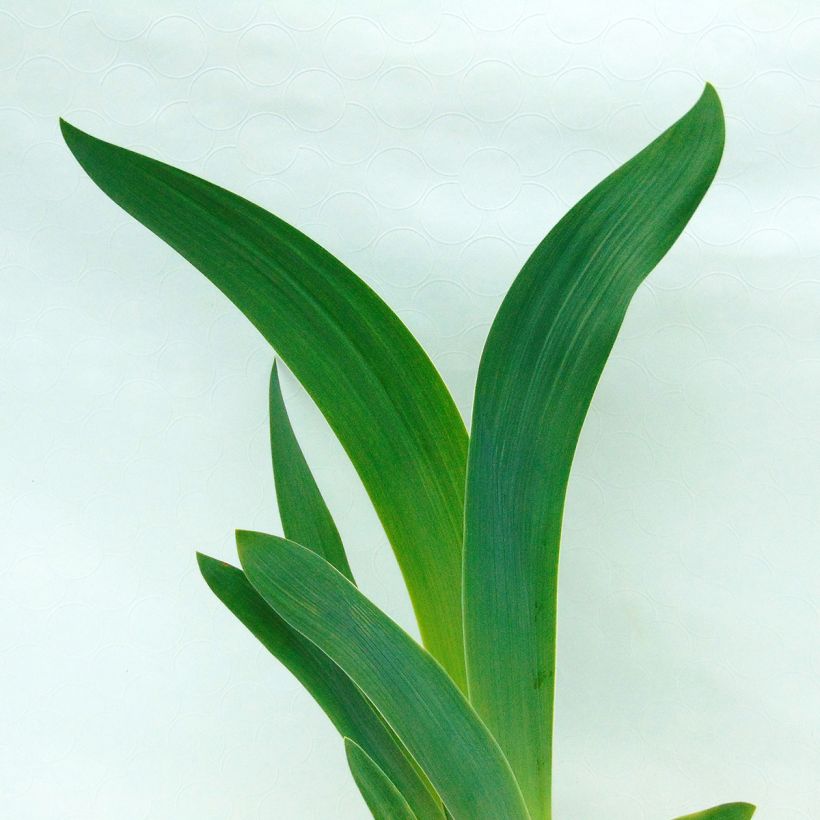 Iris germanica Gipsy Romance (Foliage)