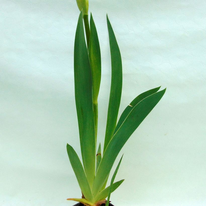 Iris germanica Gnu Blues (Foliage)