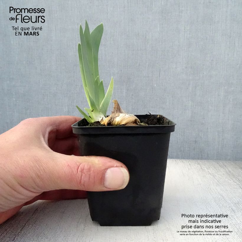 Example of Iris germanica Gnu Blues Godet de 8/9 cm as you get in printemps