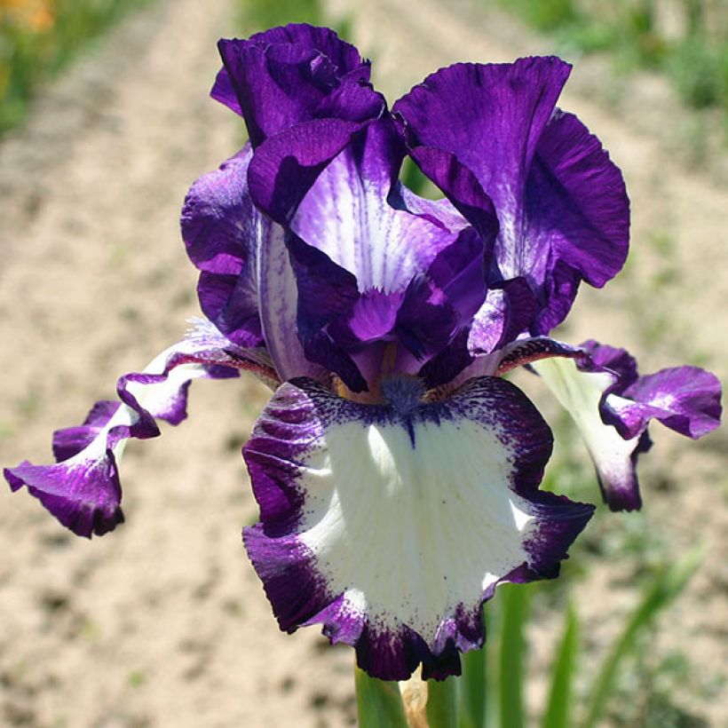 Iris germanica Going My Way - Iris des Jardins (Flowering)