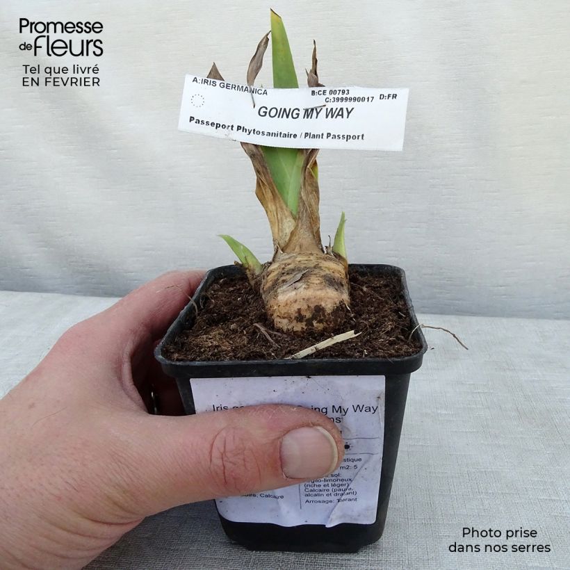 Example of Iris germanica Going My Way - Iris des Jardins Godet de 8/9 cm as you get in hiver