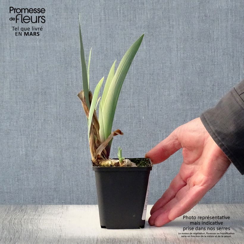 Example of Iris germanica Golden Immortal - Iris des Jardins Godet de 8/9 cm as you get in printemps