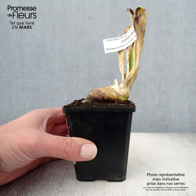 Example of Iris germanica Good Show - Iris des Jardins Godet de 8/9 cm as you get in printemps