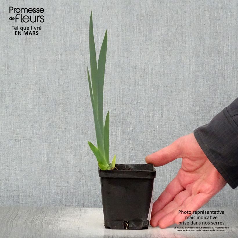 Example of Iris germanica Grand Canari - Iris des Jardins Godet de 8/9 cm as you get in printemps