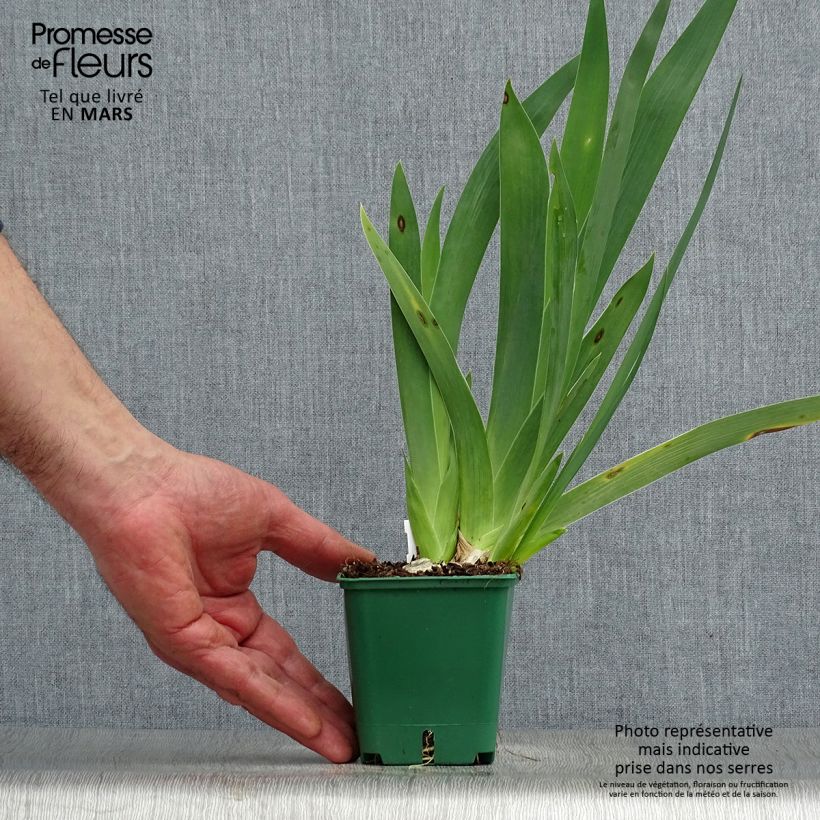 Example of Iris germanica Harbor Blue - Iris des jardins Rhizome, Calibre 4/6 as you get in printemps