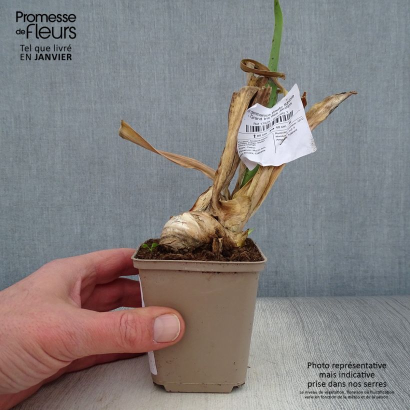 Spécimen de Iris germanica Haute Savoie - Grand Iris des Jardins Godet de 8/9 cm tel que livré en hiver
