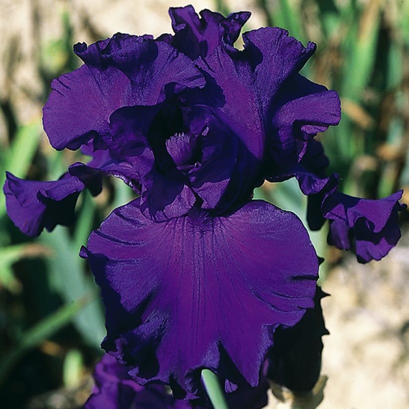 Iris germanica High Stakes - Iris des Jardins (Flowering)