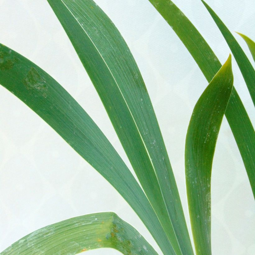 Iris germanica High Stakes - Iris des Jardins (Foliage)