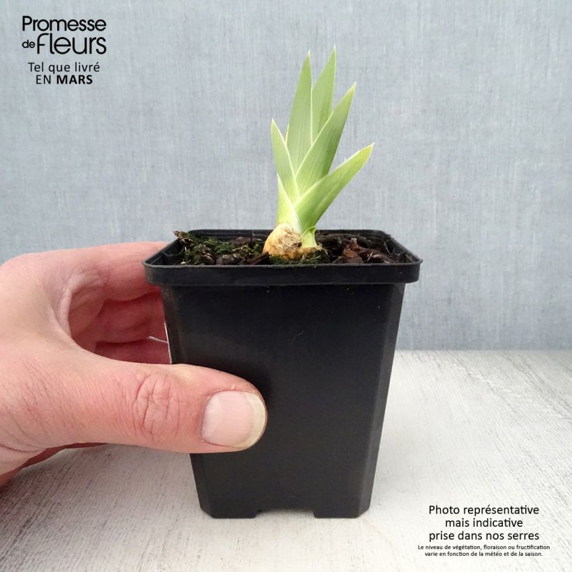 Example of Iris germanica High Stakes - Iris des Jardins Godet de 8/9 cm as you get in printemps