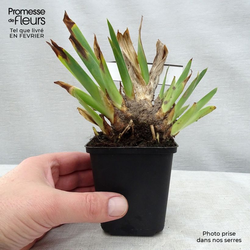Example of Iris germanica Huckleberry Fudge - Iris des jardins Godet de 8/9 cm as you get in hiver