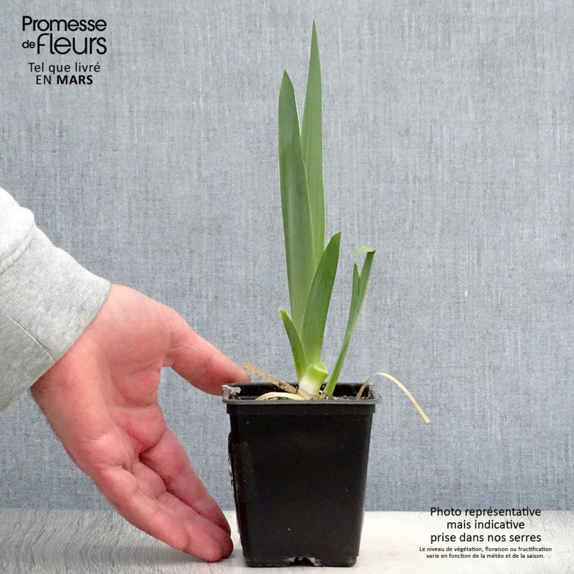 Example of Iris germanica Hysteria - Iris des Jardins Godet de 8/9 cm as you get in printemps