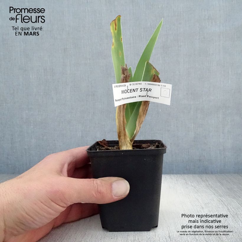 Example of Iris germanica Innocent Star - Iris des Jardins remontant. Godet de 8/9 cm as you get in printemps