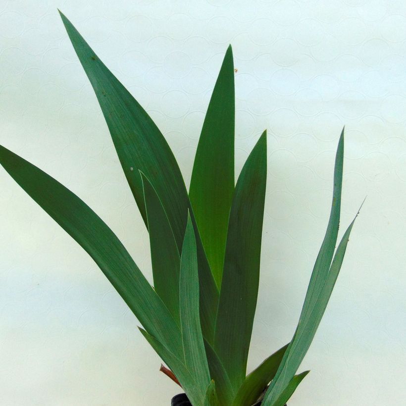 Iris germanica Jazz Festival - Iris des jardins (Foliage)