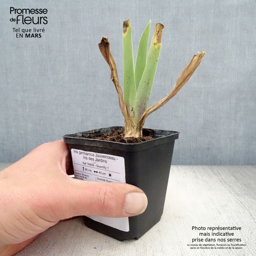 Example of Iris germanica Jouvenceau - Iris des Jardins Rhizome, Calibre 10/15, qualité extra as you get in printemps