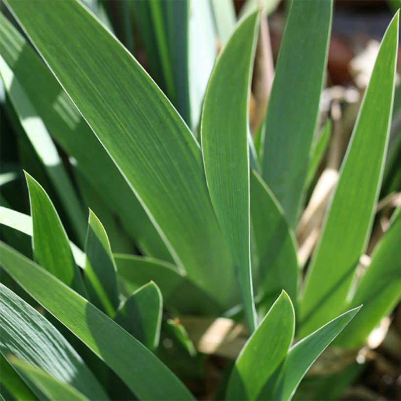 Iris germanica Katy Petts - Iris des Jardins Lilliput (Foliage)