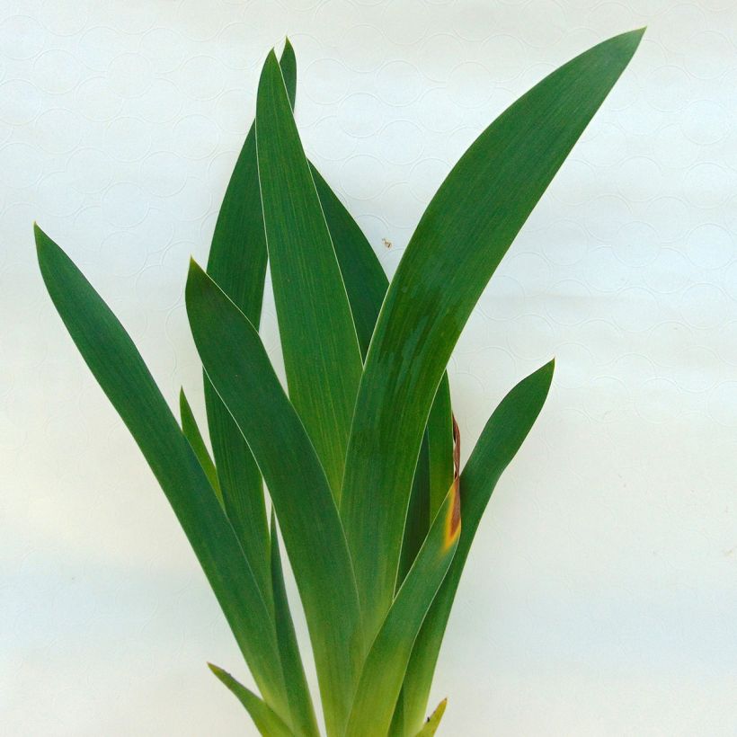 Iris germanica Lady Friend - Ruby Mine (Foliage)