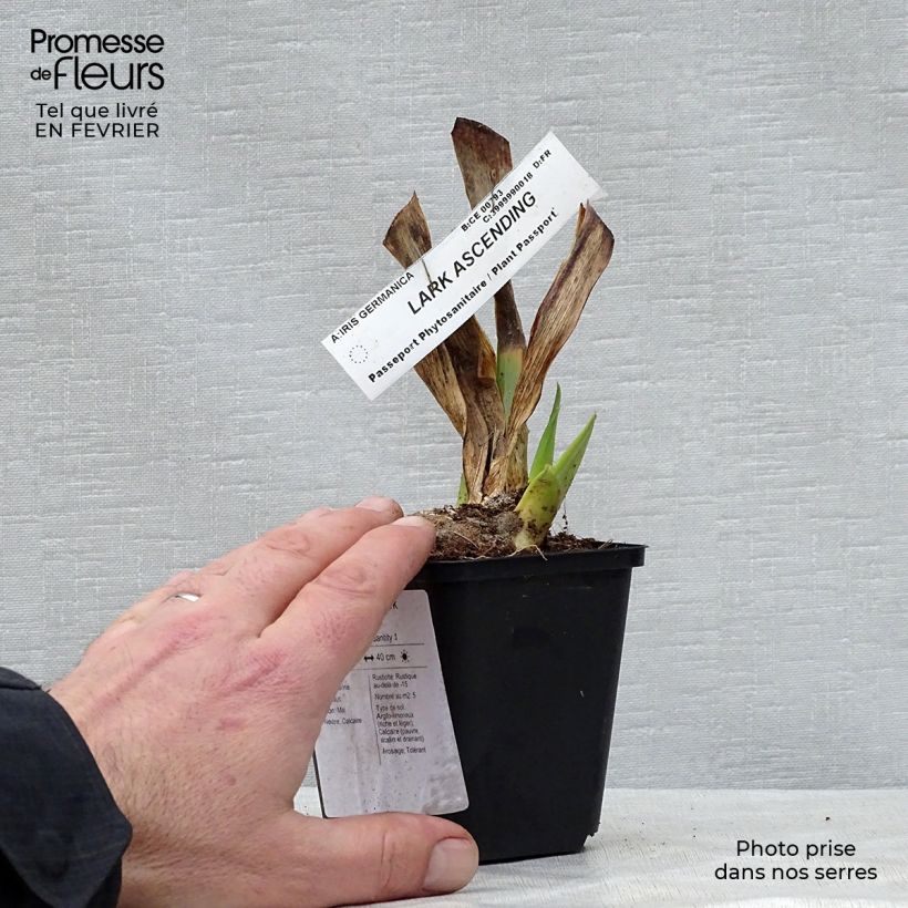 Example of Iris germanica Lark Ascending Godet de 8/9 cm as you get in hiver