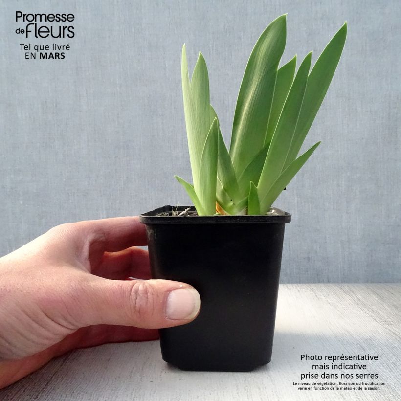 Example of Iris germanica Late Lilac Godet de 8/9 cm, Calibre 4/6 as you get in printemps