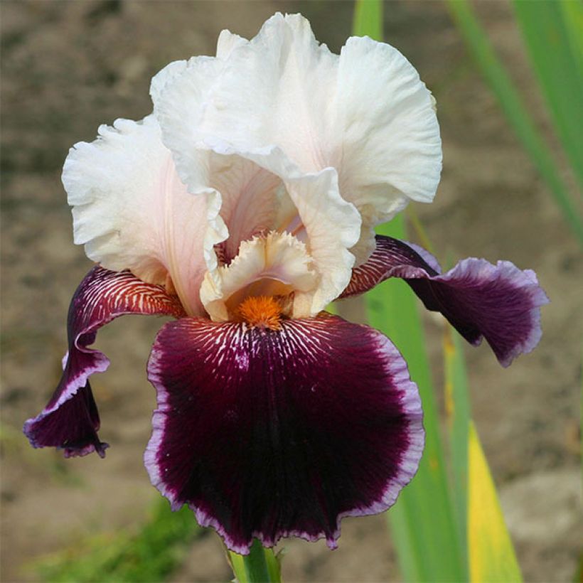 Iris germanica Latin Lady - Iris des Jardins (Flowering)