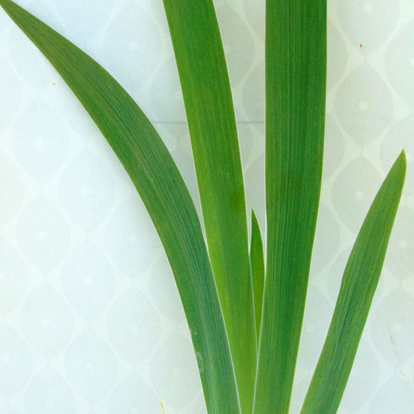 Iris germanica Latin Lady - Iris des Jardins (Foliage)