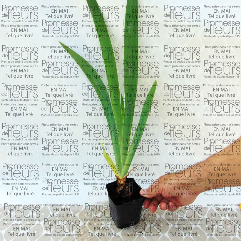 Example of Iris germanica Latin Lady - Iris des Jardins Godet de 8/9 cm as you get