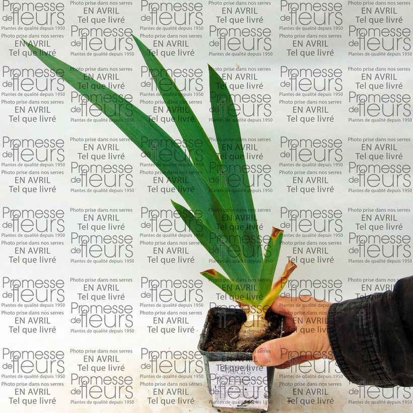 Exemple de spécimen de Iris germanica Let's Boogie - Iris des Jardins Godet de 8/9 cm tel que livré