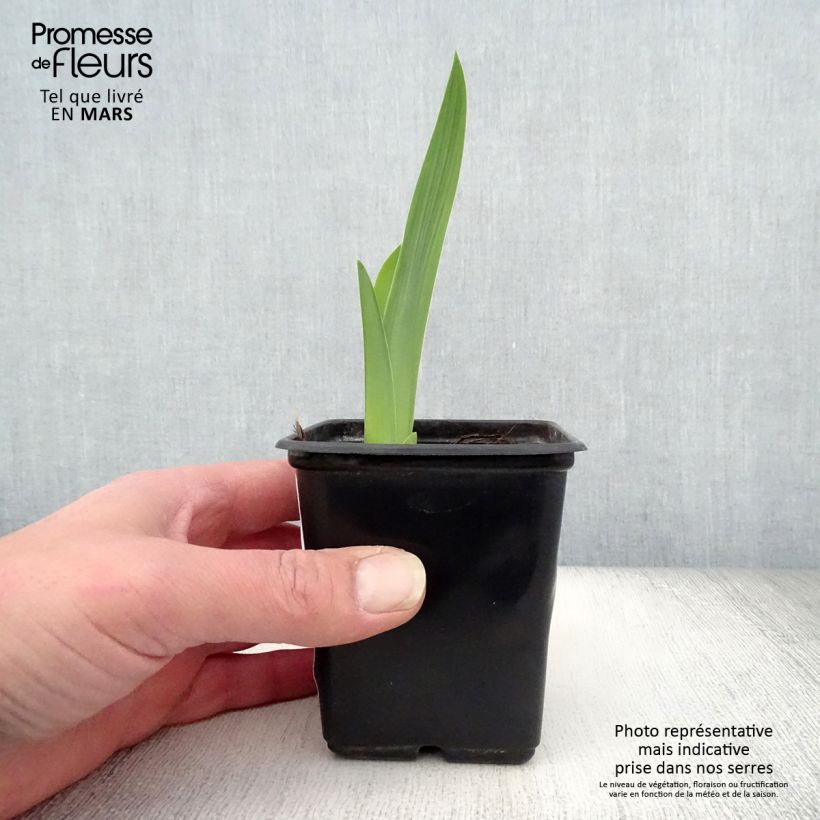 Spécimen de Iris germanica Mariposa Autumn - Iris des jardins remontant. Godet de 8/9 cm tel que livré au printemps