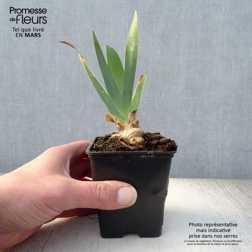 Example of Iris germanica Marron Chaud - Iris des Jardins Godet de 8/9 cm as you get in printemps