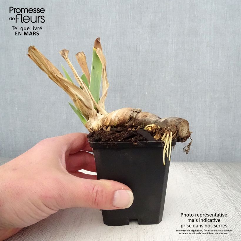 Example of Iris germanica Mary Frances - Iris des Jardins Godet de 8/9 cm as you get in printemps
