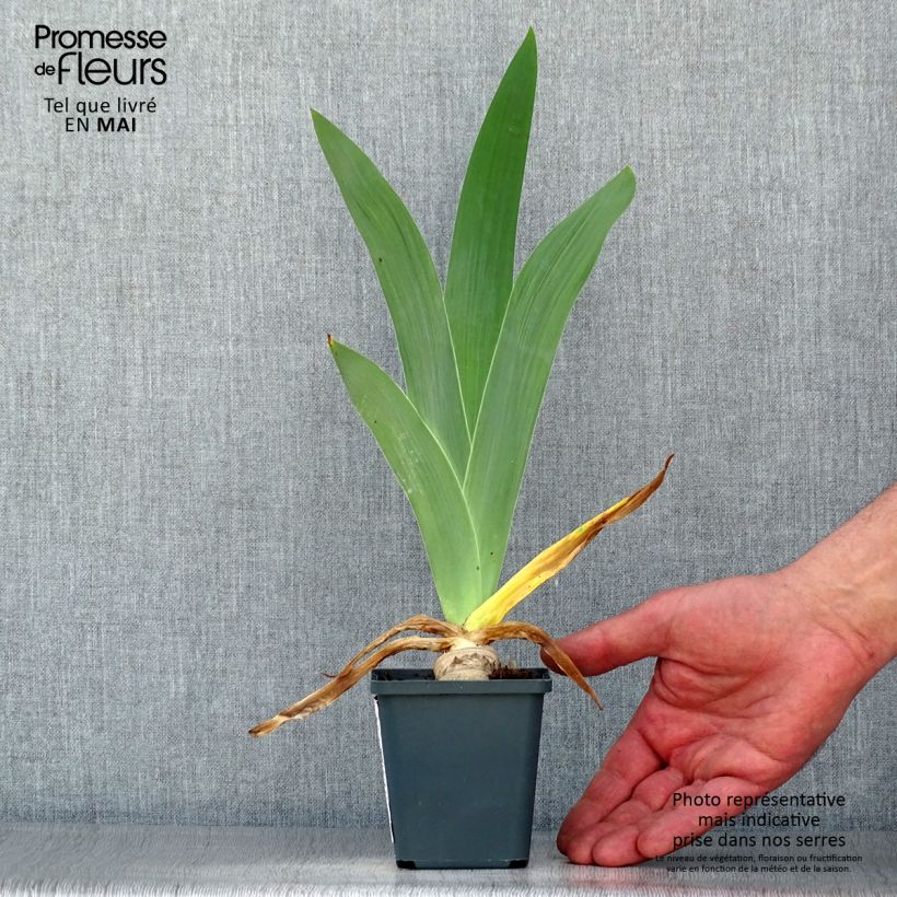 Example of Iris germanica Master Plan Godet de 8/9 cm as you get in printemps