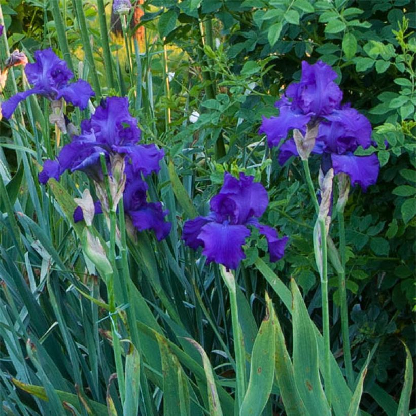 Iris germanica Mer du Sud - Iris des Jardins (Flowering)