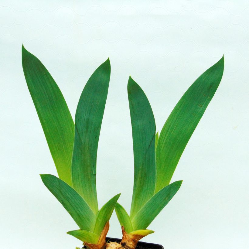 Iris germanica Midnight Revelry (Foliage)