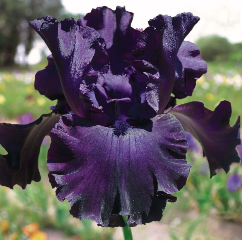 Iris germanica Midnight Revelry (Flowering)