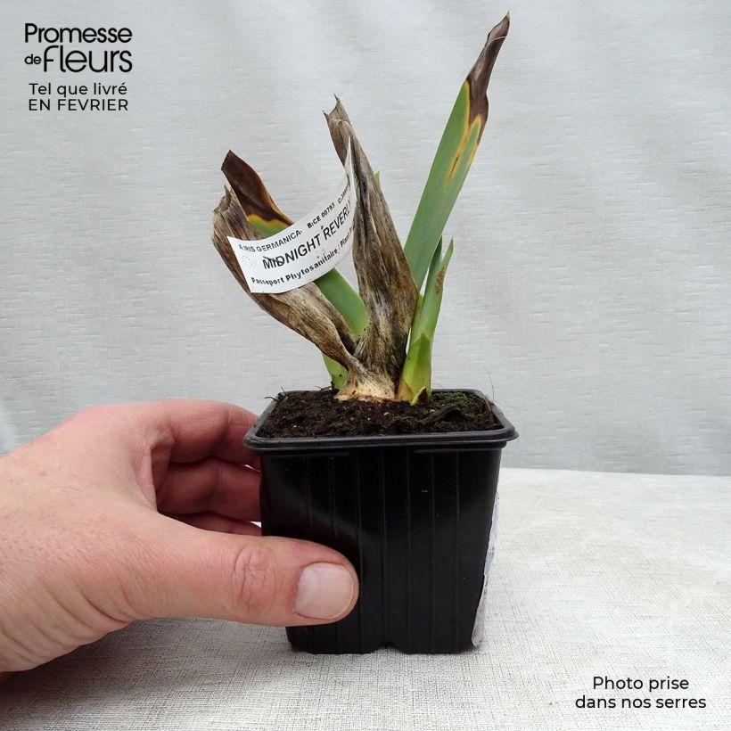 Example of Iris germanica Midnight Revelry Godet de 8/9 cm as you get in hiver