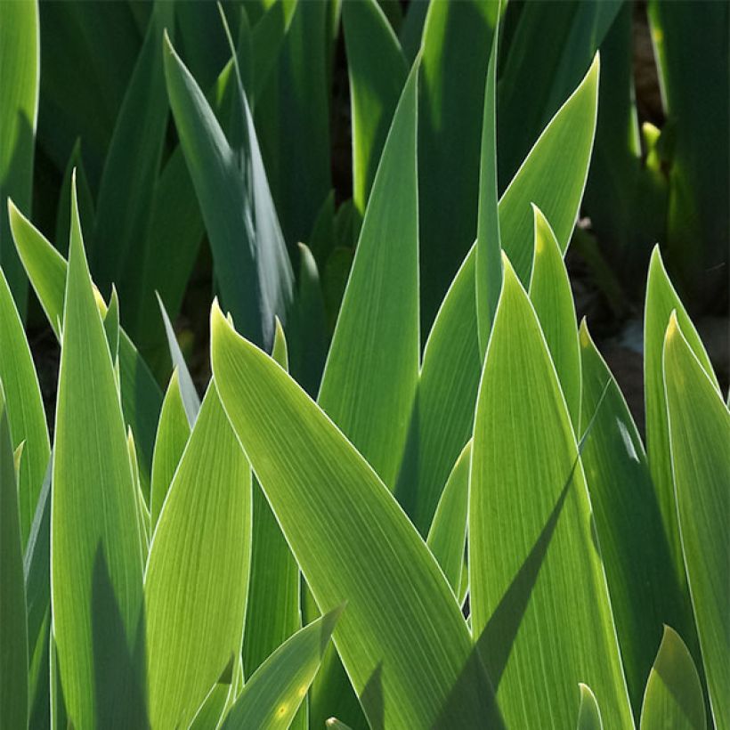 Iris germanica Millenium Falcon (Foliage)