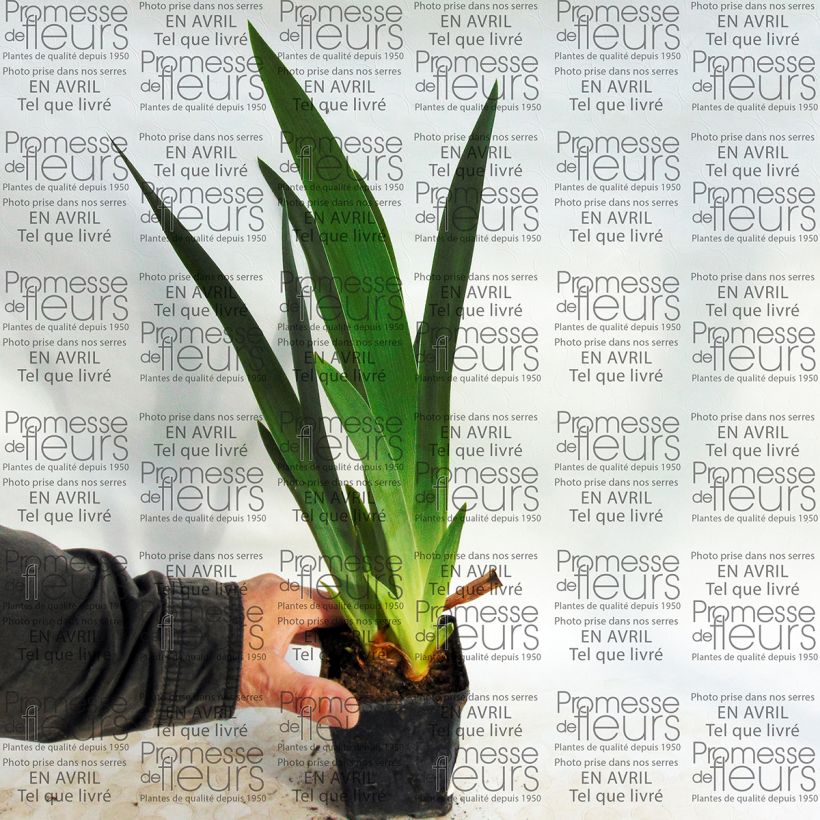 Example of Iris germanica Millenium Falcon Godet de 8/9 cm as you get