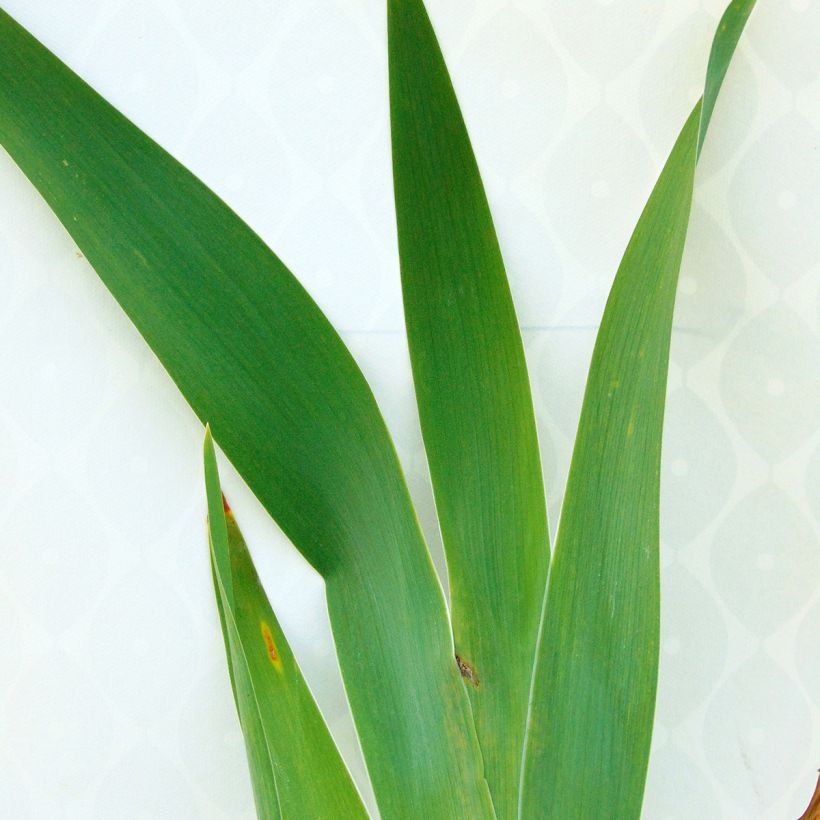 Iris germanica Navajo Jewel - Iris des Jardins (Foliage)