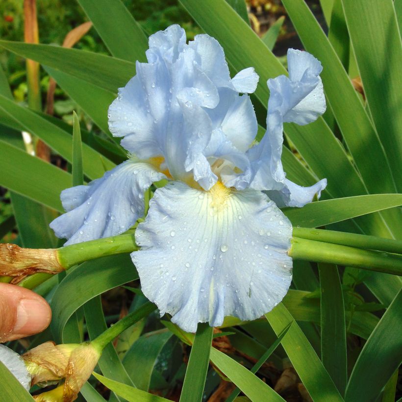 Iris germanica Navajo Jewel - Iris des Jardins (Flowering)