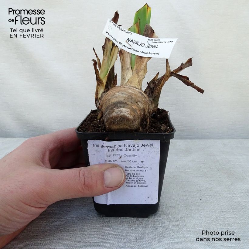 Example of Iris germanica Navajo Jewel - Iris des Jardins Godet de 8/9 cm as you get in hiver