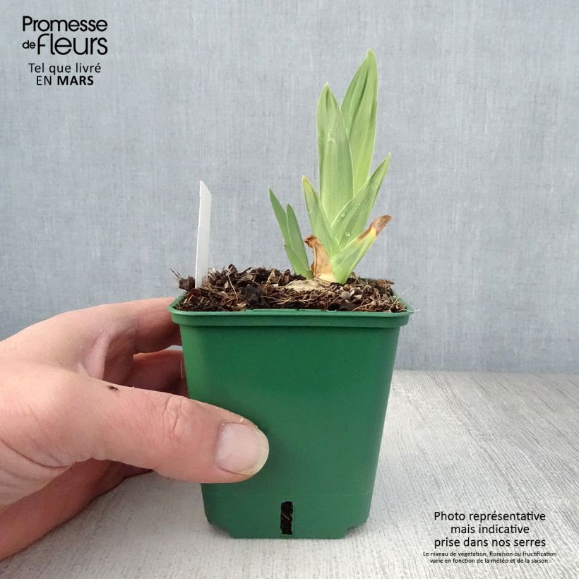 Spécimen de Iris germanica Night Edition Godet de 8/9 cm tel que livré au printemps