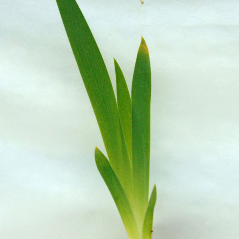 Iris germanica Obsidian (Foliage)
