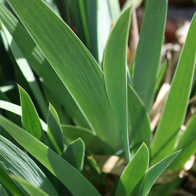 Iris germanica Ola Kala (Foliage)