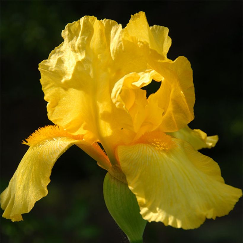 Iris germanica Ola Kala (Flowering)